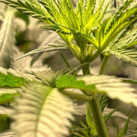 Champagne Octane growlog photo: Lady parts 