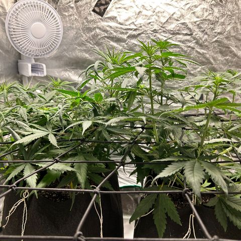 Champagne Octane growlog timeline photo