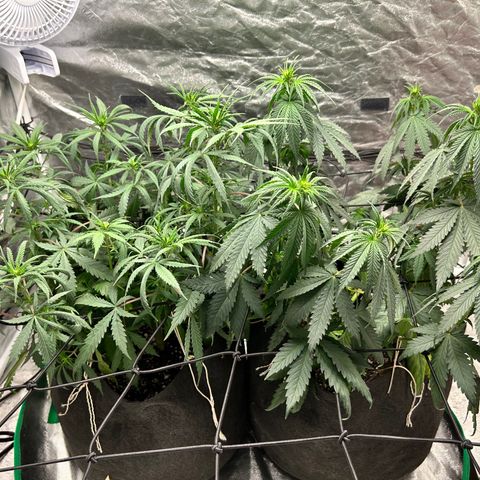 Champagne Octane growlog photo: Ready for water 