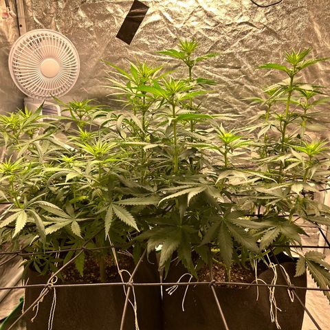 Champagne Octane growlog timeline photo