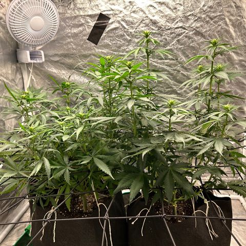 Champagne Octane growlog timeline photo