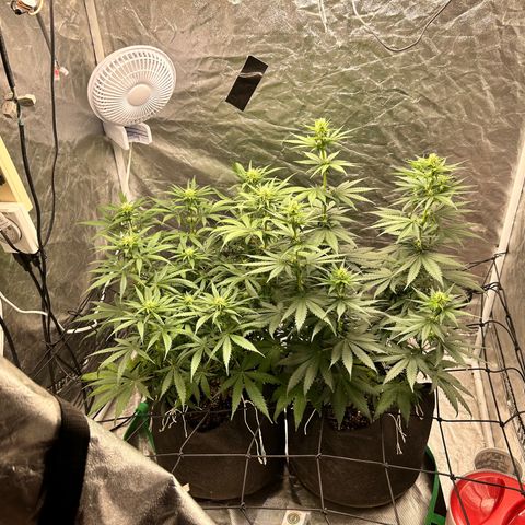 Champagne Octane growlog timeline photo
