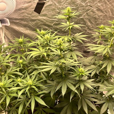 Champagne Octane growlog timeline photo