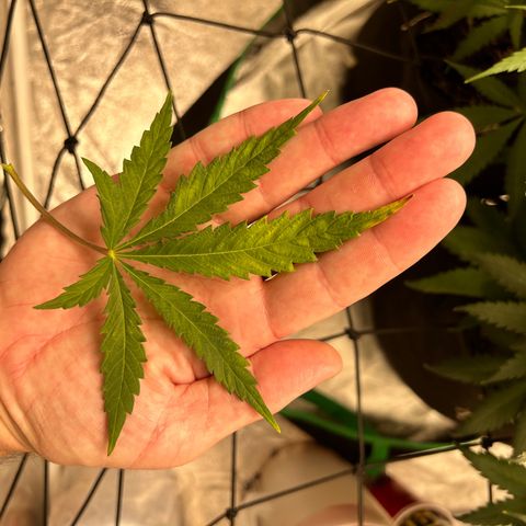 Champagne Octane growlog timeline photo