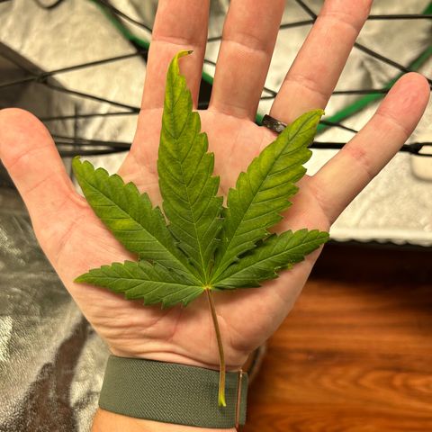 Champagne Octane growlog timeline photo