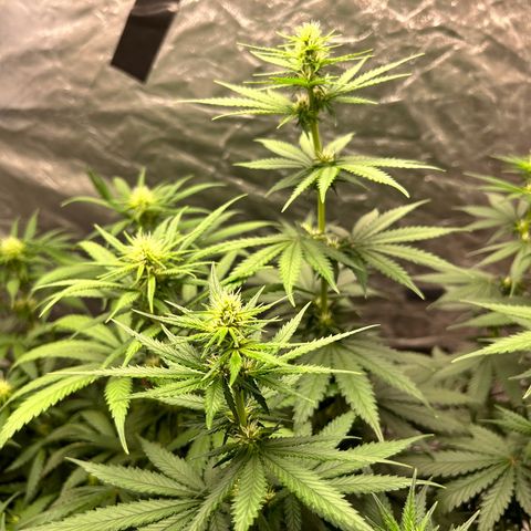Champagne Octane growlog timeline photo