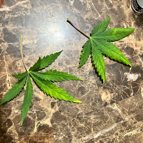 Champagne Octane growlog timeline photo