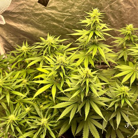 Champagne Octane growlog timeline photo