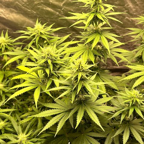 Champagne Octane growlog timeline photo