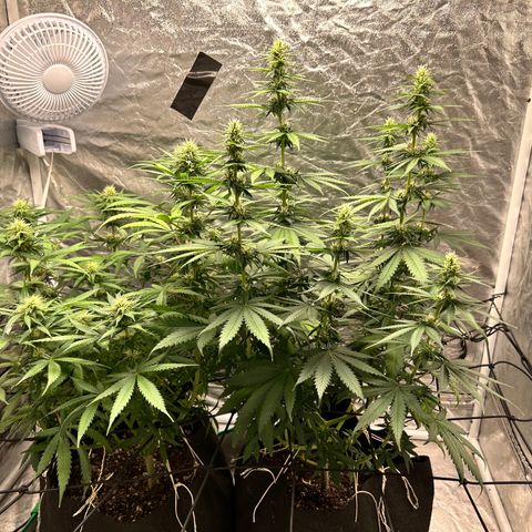 Champagne Octane growlog timeline photo