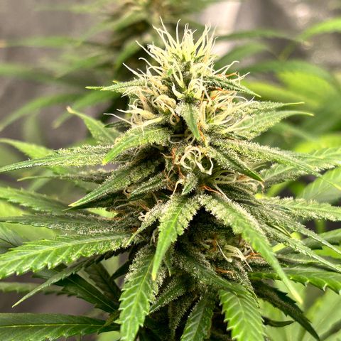 Champagne Octane growlog timeline photo