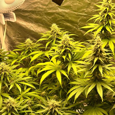 Champagne Octane growlog timeline photo