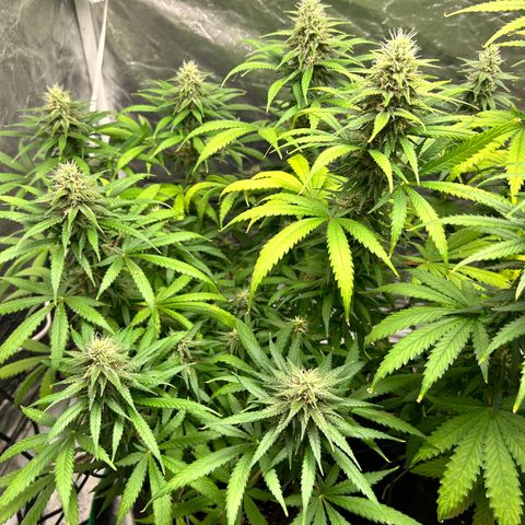 Champagne Octane growlog timeline photo
