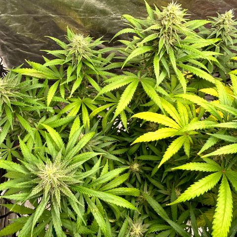 Champagne Octane growlog timeline photo