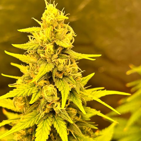 Champagne Octane growlog timeline photo