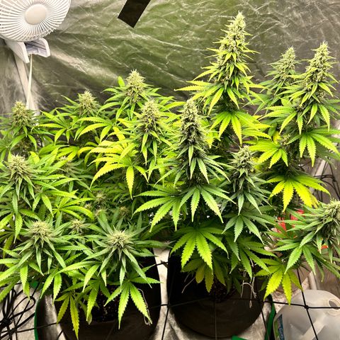 Champagne Octane growlog timeline photo
