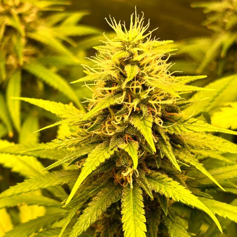 Champagne Octane growlog timeline photo