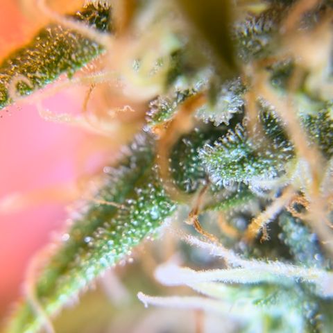 Champagne Octane growlog photo: Ambers popping up, still lots of clear. 2 more weeks, maybe?