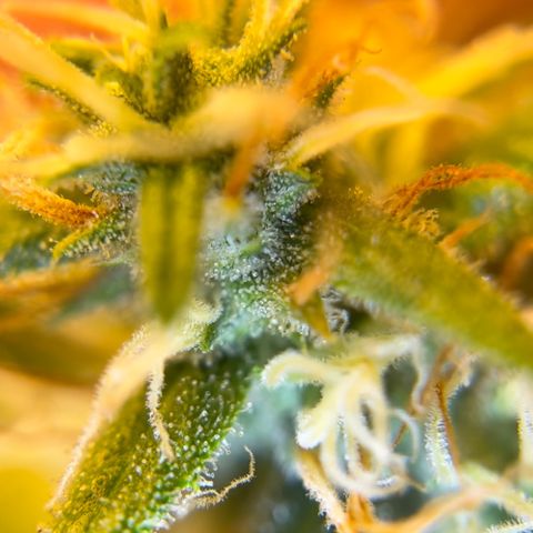 Champagne Octane growlog photo: Ambers popping up, still lots of clear. 2 more weeks, maybe?