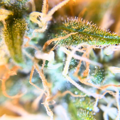 Champagne Octane growlog photo: Ambers popping up, still lots of clear. 2 more weeks, maybe?