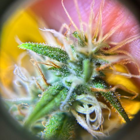 Champagne Octane growlog photo: Ambers popping up, still lots of clear. 2 more weeks, maybe?