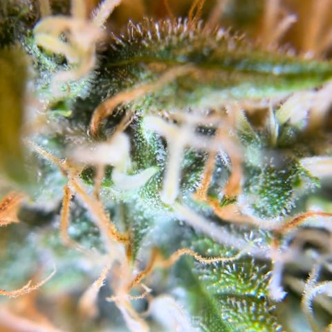 Champagne Octane growlog photo: Ambers popping up, still lots of clear. 2 more weeks, maybe?