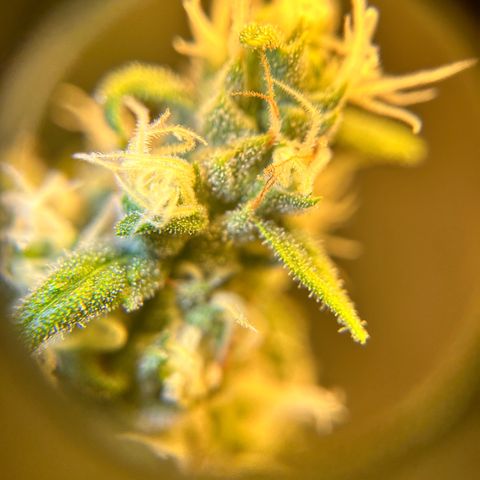 Champagne Octane growlog photo: Ambers popping up, still lots of clear. 2 more weeks, maybe?