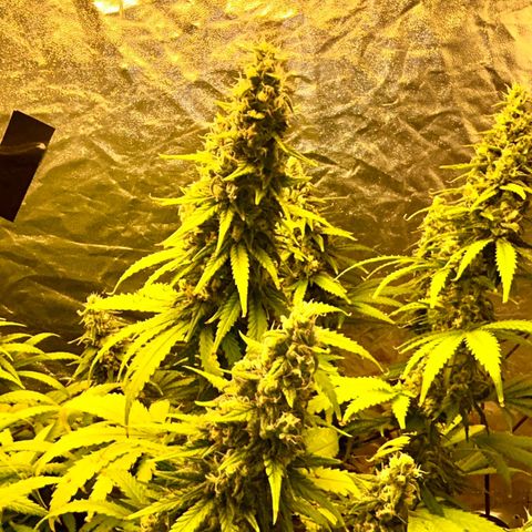 Champagne Octane growlog photo: 😢 still yellowing