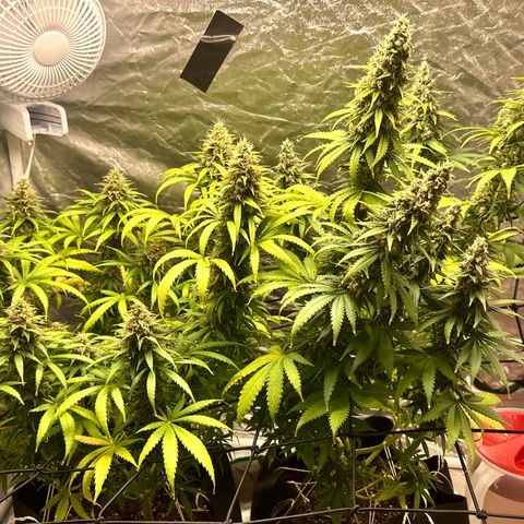 Champagne Octane growlog photo: 😢 still yellowing