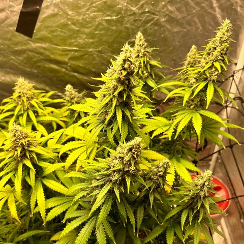 Champagne Octane growlog photo: 😢 still yellowing