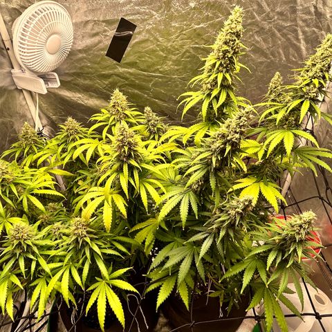 Champagne Octane growlog timeline photo