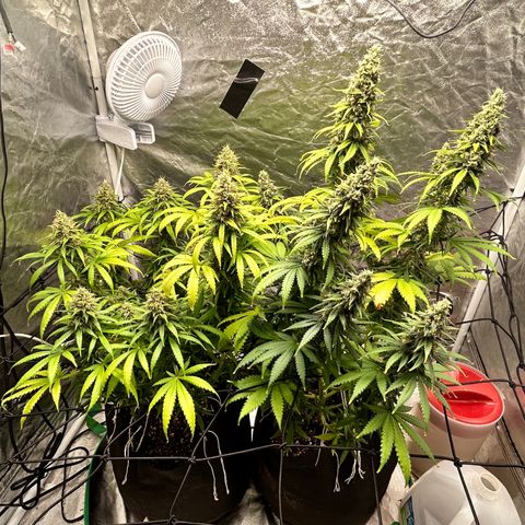 Champagne Octane growlog timeline photo