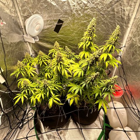 Champagne Octane growlog photo: Lots of ambers popping up, almost done