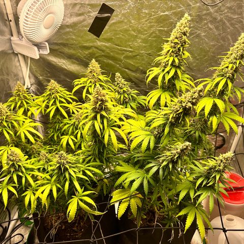 Champagne Octane growlog photo: Lots of ambers popping up, almost done