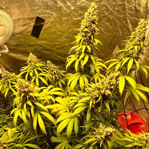 Champagne Octane growlog photo: Lots of ambers popping up, almost done