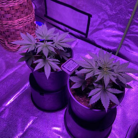 Unknown strain growlog timeline photo
