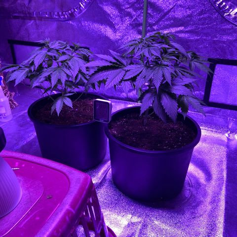 Unknown strain growlog timeline photo