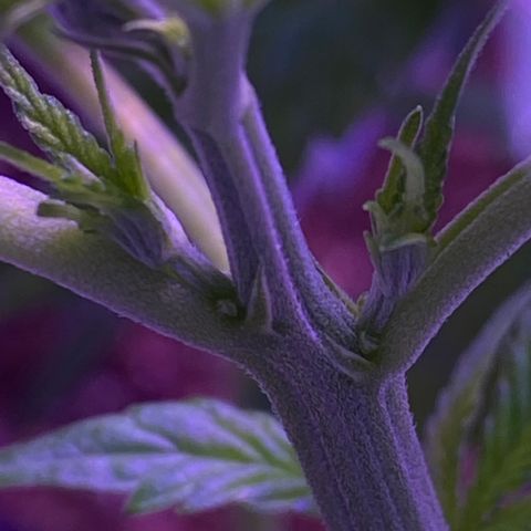 Unknown strain growlog photo: First signs of sex