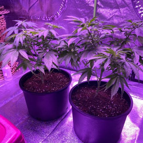 Unknown strain growlog timeline photo