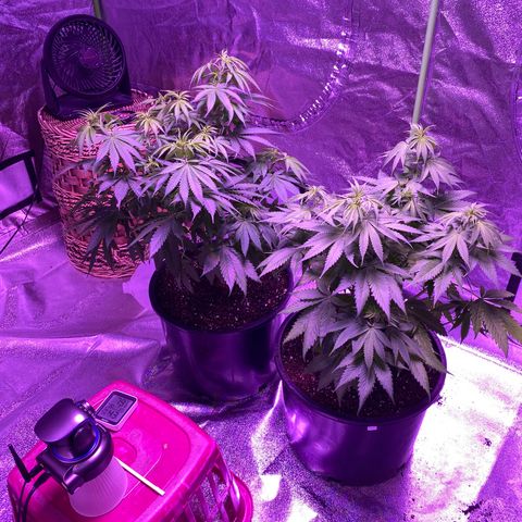 Unknown strain growlog timeline photo