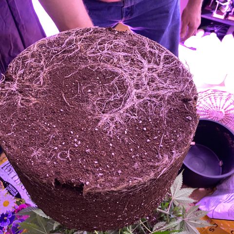Unknown strain growlog timeline photo