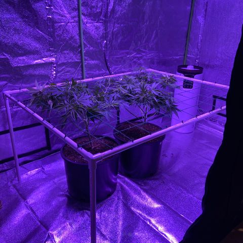 Unknown strain growlog timeline photo
