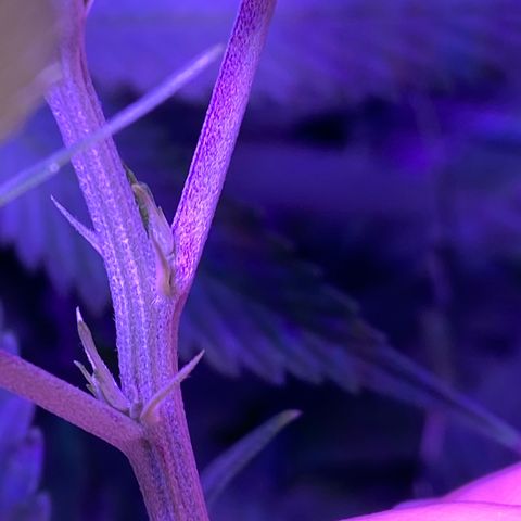 Unknown strain growlog timeline photo