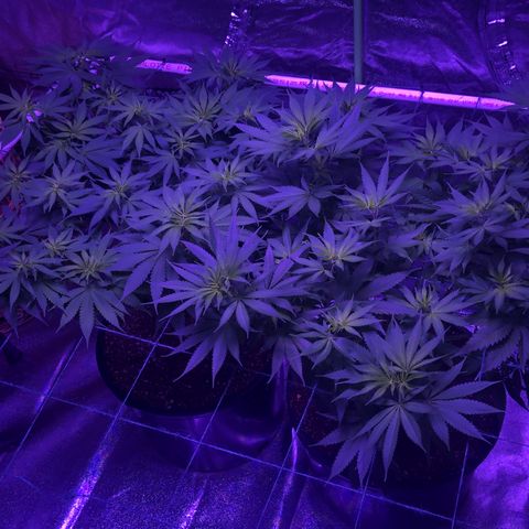 Unknown strain growlog timeline photo