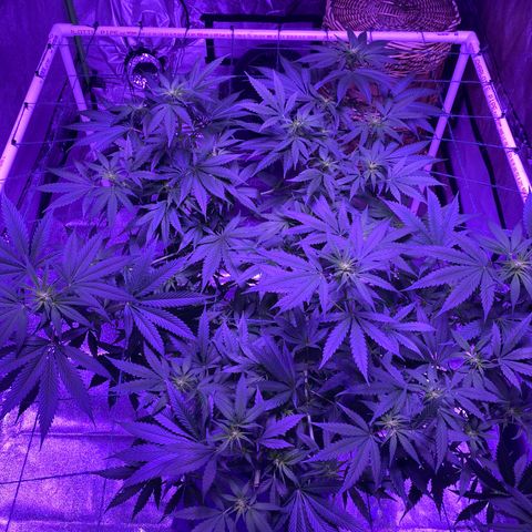 Unknown strain growlog timeline photo