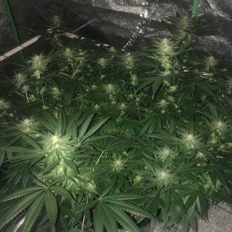 Unknown strain growlog timeline photo