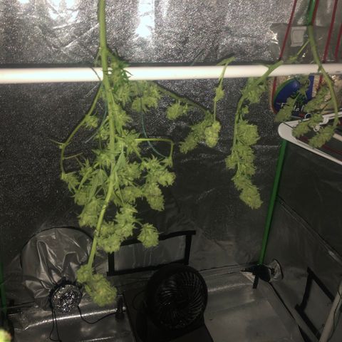 Unknown strain growlog timeline photo