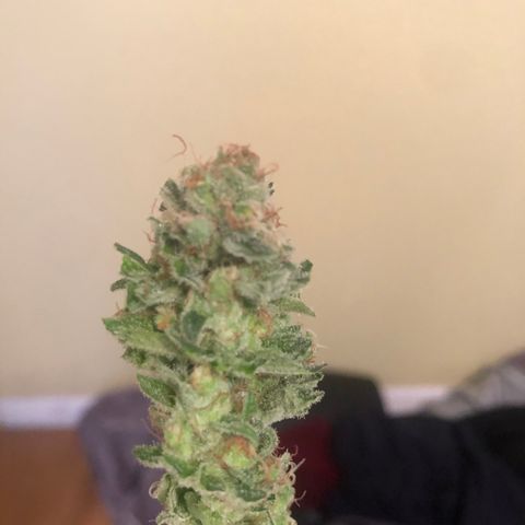Unknown strain growlog timeline photo