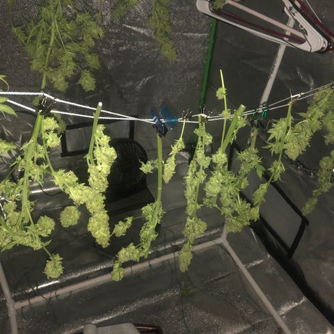 Unknown strain growlog timeline photo
