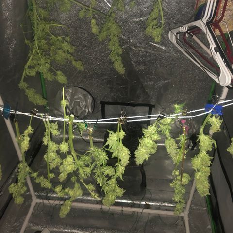 Unknown strain growlog timeline photo
